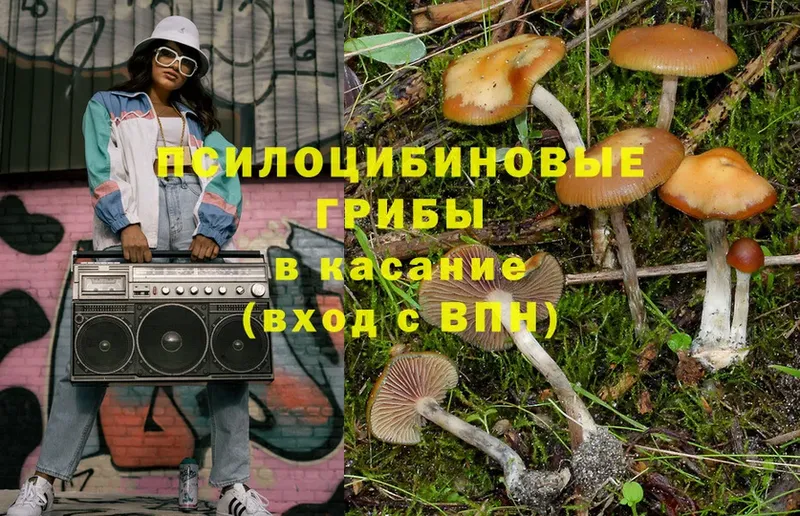 купить наркотик  Череповец  Псилоцибиновые грибы Psilocybe 